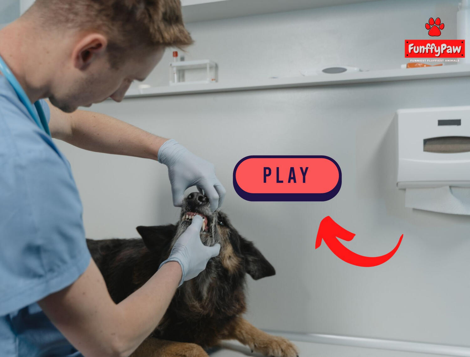 Presented by: Stephanie Durante World-Renowned Expert Dog Trainer & Educator